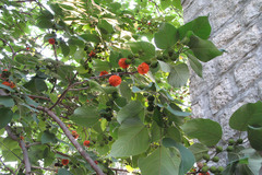 Broussonetia papyrifera